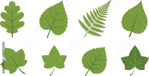 Collection of Various Green Leaves Shapes.