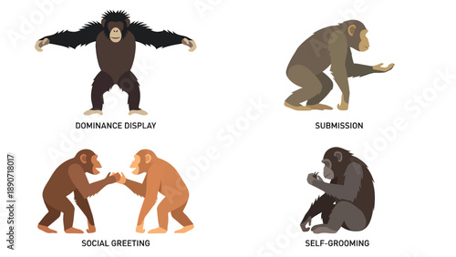 Chimpanzee Behavior Illustrations: Dominance, Submission, Social Greeting, Self-Grooming