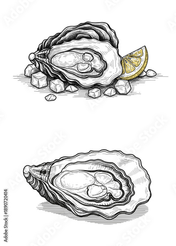 Detailed sketch of fresh open oysters on ice with lemon slice for seafood restaurant menu and luxury dining concept
