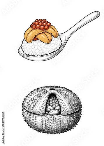 Fresh sea urchin uni served in a spiky shell and on a spoon with rice for japanese sushi delicacy and exotic seafood concept
