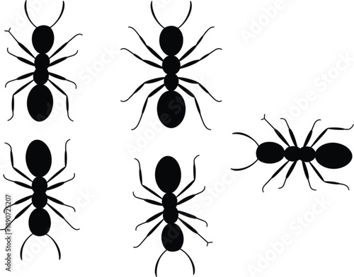 Collection of black ant silhouettes top view isolated on white background for nature and pest control concepts