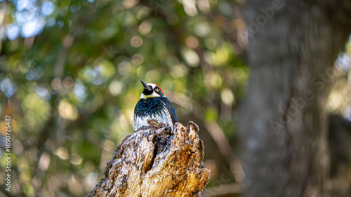 woodpecker on a tree