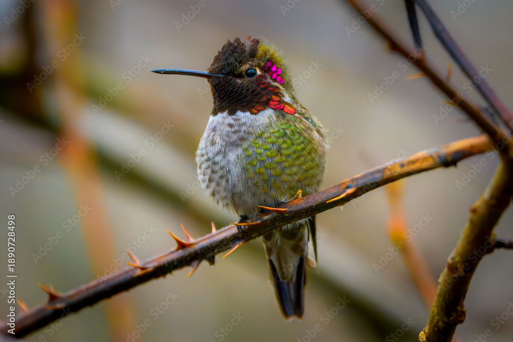 Fototapeta premium Male Anna's hummingbird with vibrant iridescent pink throat perched on a thorny branch. Close-up nature photography with a soft blurred background
