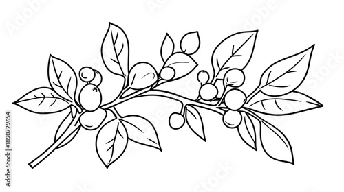Black and White Coffee Branch Illustration.