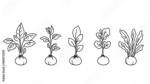 Five Different Stages of Plant Growth.