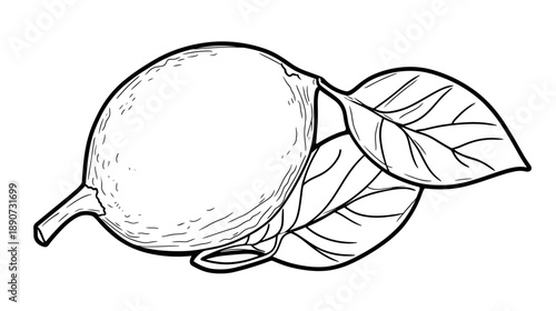 Lemon with Leaves Line Drawing Illustration.