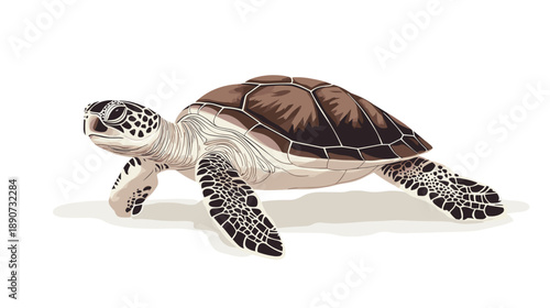 Sea Turtle Swimming on White Background.