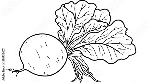 Simple Line Drawing of Radish with Leaves.