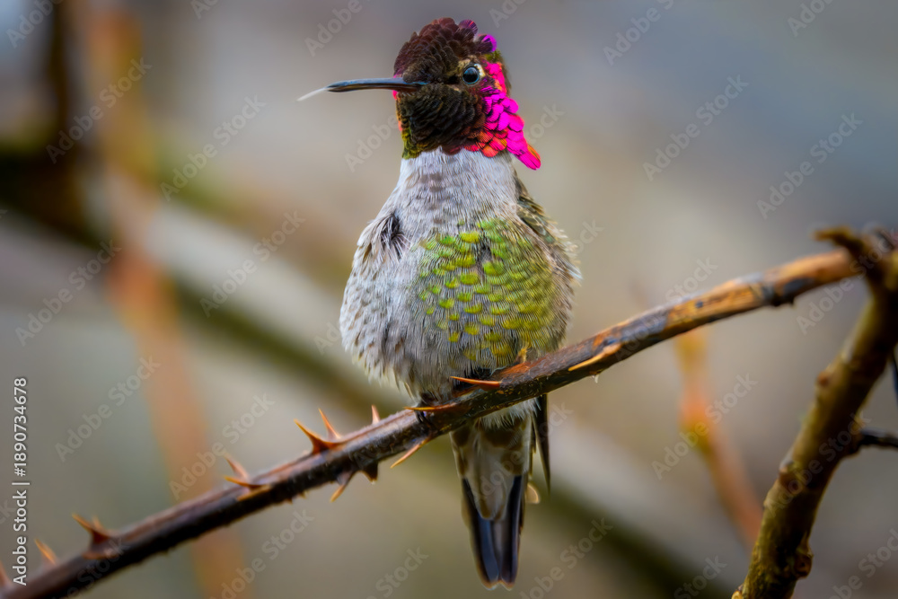 Fototapeta premium Male Anna's hummingbird with vibrant iridescent pink throat perched on a thorny branch. Close-up nature photography with a soft blurred background.