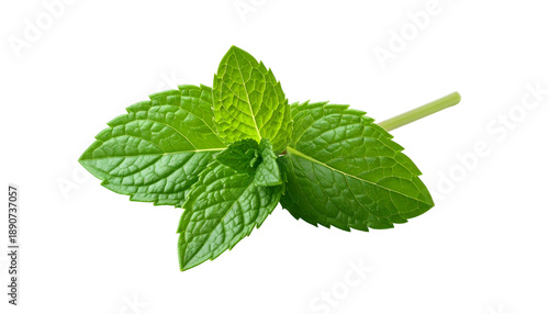 Fresh Mint Leaves with Stem Isolated.