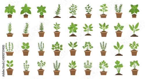 Diverse potted herbs illustration showcasing a variety of aromatic plants in decorative pots