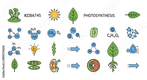 Illustrated icons depicting the process of photosynthesis with formulas and diagrams for science