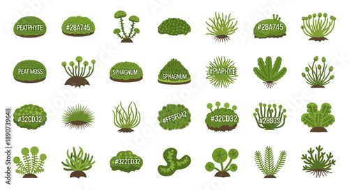 Illustration of Diverse Moss Species with Color Codes and Descriptive Labels