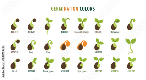 Illustration of Seed Germination Stages with Color Codes for Design and Education use