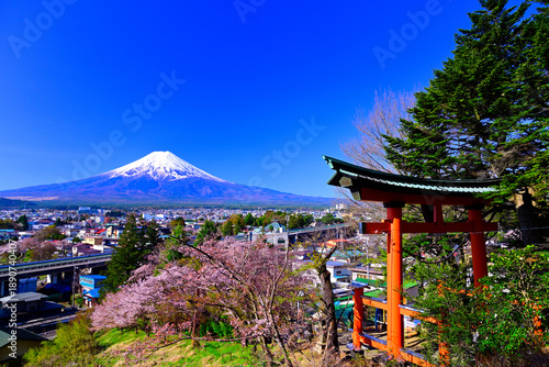 山梨県 新倉山浅間公園の桜と富士山