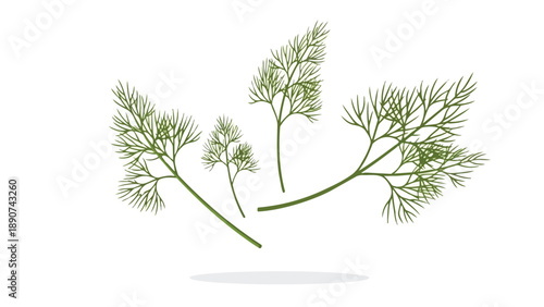 Fresh green dill sprigs isolated on white, vibrant aromatic herb for culinary uses