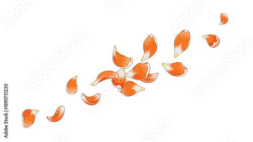 Vibrant orange flower petals delicately scattered and floating across a pristine white background, creating a soft, ephemeral dance of natural