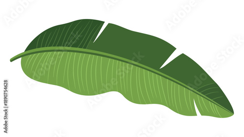 Vibrant green tropical banana leaf illustration for exotic designs and jungle themes, conveying natural beauty
