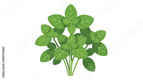 Lush green herb leaves illustration for culinary and gardening themes