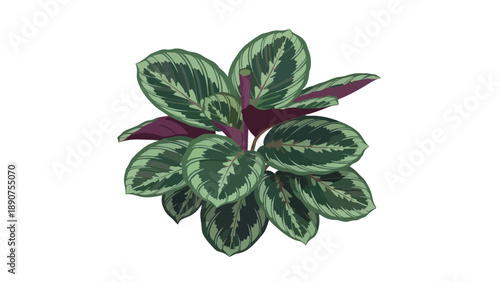 Vibrant tropical plant illustration featuring unique variegated foliage and deep purple undersides a perfect stylized botanical element for elegant