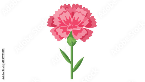 Vibrant pink carnation flower with green stem and leaves isolated on a clean white background, showcasing its intricate ruffled petals and delicate