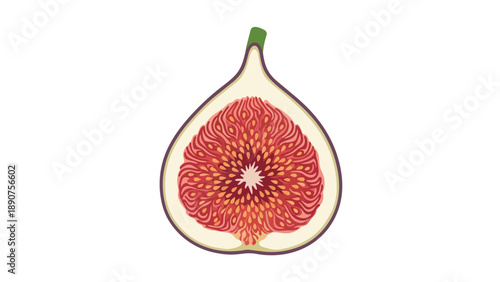 Cross-section of a ripe fig fruit. A beautiful botanical vector illustration showing the juicy red pulp and many small seeds. This is a perfect