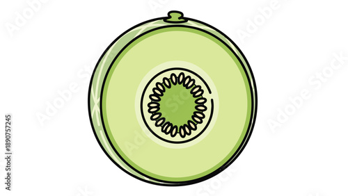 Hand-drawn vibrant green melon cross-section with a distinct central seed pattern on a pristine white background showcasing fresh fruit simplicity