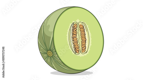 A vibrant illustration of a freshly cut honeydew melon revealing its inner structure and numerous seeds against a clean white background, an ideal