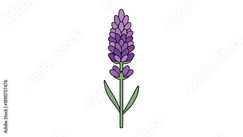 Elegant vector graphic of a single lavender flower, highlighting its iconic purple flower head and green leaves, perfect for botanical artistry on