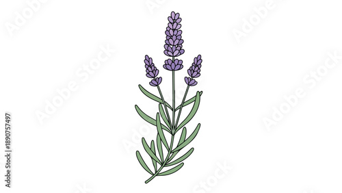 Stylized illustration of a blooming lavender sprig, featuring delicate purple flower buds atop green stems, perfect for botanical themes and serene