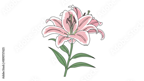 An exquisite botanical artwork featuring a vibrant pink lily flower, meticulously illustrated with delicate petals and lush green leaves, embodying
