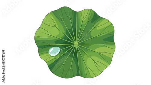 A serene vector illustration of a healthy green plant leaf with prominent veins, holding a single, sparkling water droplet, evoking freshness and
