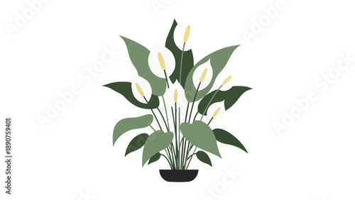 Elegant minimalist peace lily plant illustration with white blossoms and lush green foliage in a sleek black pot for modern indoor botanical decor