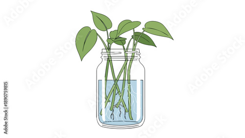 Detailed line art illustration of green plant stems with newly formed roots thriving in a clear water-filled jar demonstrating natural propagation
