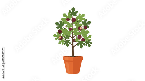 Vibrant graphic illustration of a healthy fig tree with lush green leaves and ripening purple fruits, thriving in a lovely terracotta pot.