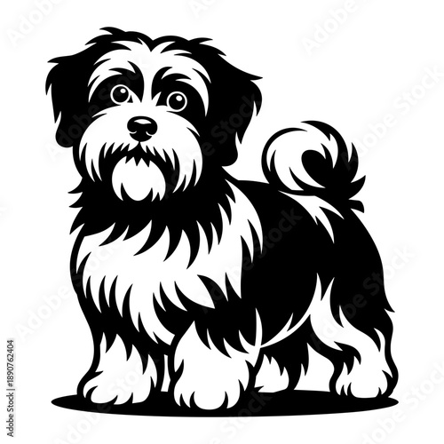 Havanese Dog