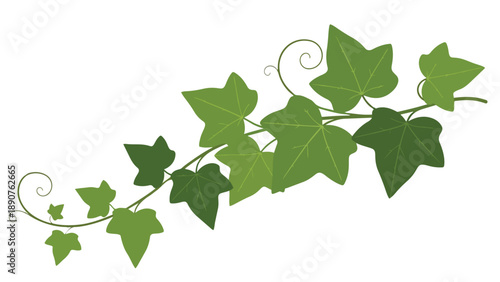 This vibrant green ivy vine illustration gracefully unfurls, showcasing its distinctively lobed leaves and delicate tendrils, perfect for adding