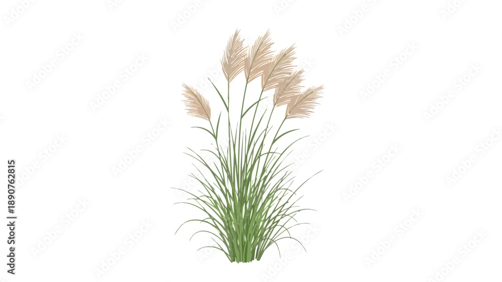 Obraz premium Elegant illustration of a cluster of tall ornamental grass, featuring delicate feathery plumes against a clean white background, ideal for serene