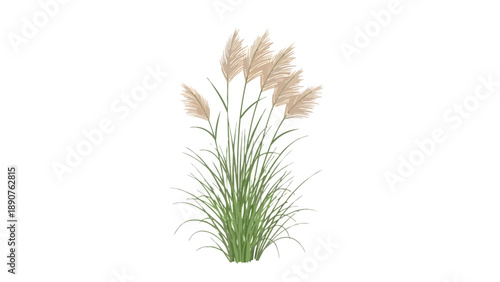 Elegant illustration of a cluster of tall ornamental grass, featuring delicate feathery plumes against a clean white background, ideal for serene