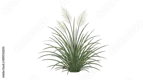 Elegant botanical illustration of ornamental grass with delicate white plumes and lush green foliage perfect for tranquil natural designs and