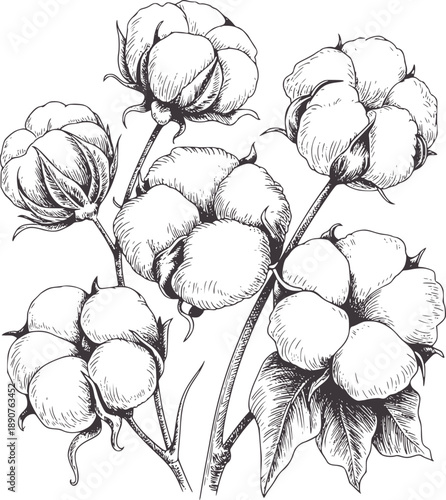 Hand drawn of five cotton bolls stems plant leaf