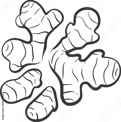 Minimalist pen and ink of a ginger root with multiple segments spice herb food