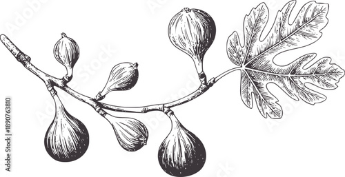 Pen and ink of a fig branch with unripe fruit and a leaf botanical