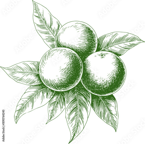 Three green oranges with leaves sketched in dark green ink fruit citrus leaf