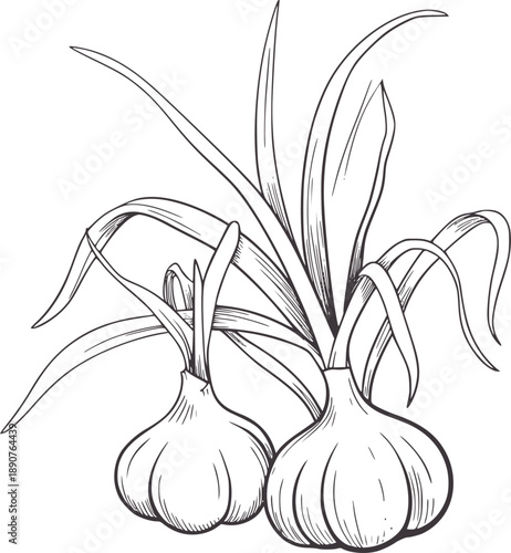 Two garlic bulbs with green leaves drawn in a minimalist style plant