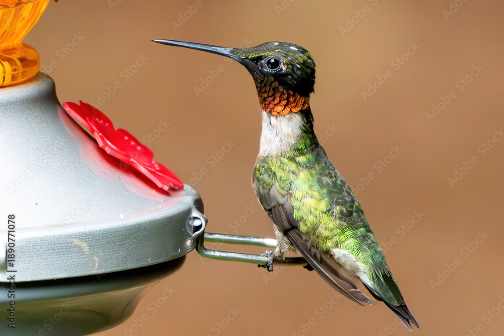 Fototapeta premium 'Mature male Ruby Throated Hummingbird.
