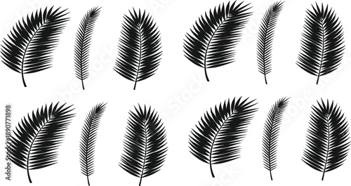 Tropical palm leaf silhouette set with detailed fronds in different shapes for botanical and summer design projects
