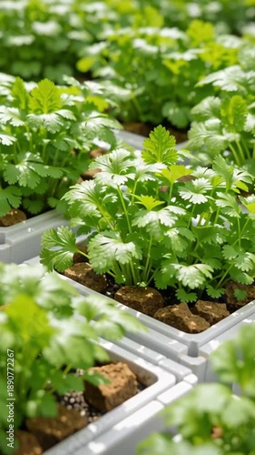 Wallpaper Mural Vertical farming technology herb leaf greenhouse garden tray cultivation lush green coriander seedling sustainable agriculture organic food healthy plant indoor garden hydroponic urban farming leafy Torontodigital.ca