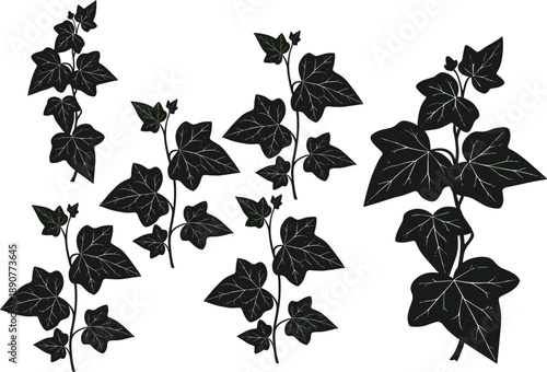 Black ivy vine silhouette set with botanical leaves branches isolated on white background elegant decorative illustration