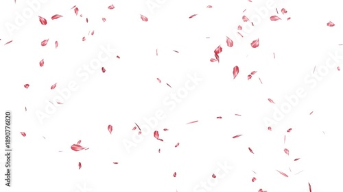 Wallpaper Mural romantic pink petals falling down, 4k seamless loop, alpha channel overlay. sakura flower petals falling transition, falling pink cherry blossom petals. Torontodigital.ca